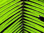 Rainforest Palm, Brazil