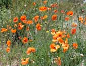 Flower-rich grassland, Monfrague Natural Park