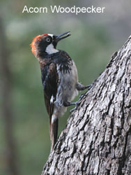 Acorn Woodpecker  2006  F. S. Simpson
