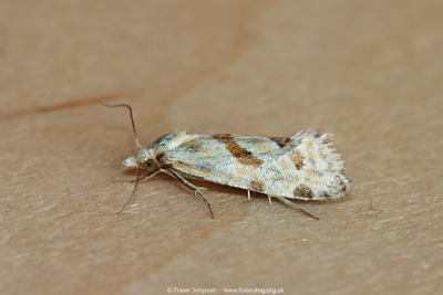 Common Marbled Straw (Aethes smeathmanniana)  Fraser Simpson