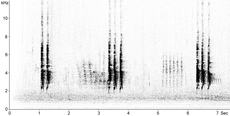 Sonogram of African Chaffinch calls