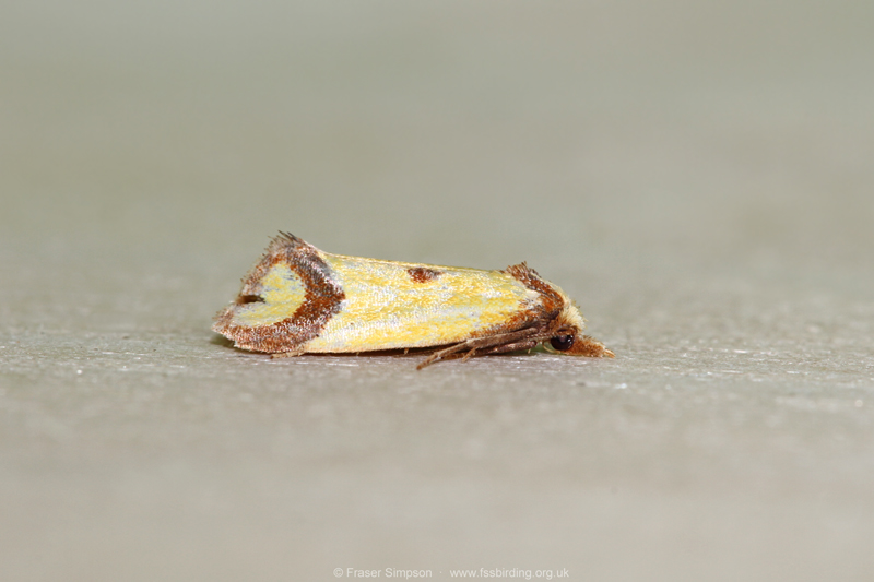 Knapweed Conch (Agapeta zoegana)  Fraser Simpson