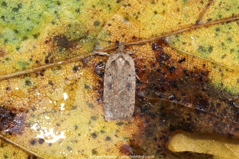 Brindled Flat-body (Agonopterix arenella)  Fraser Simpson