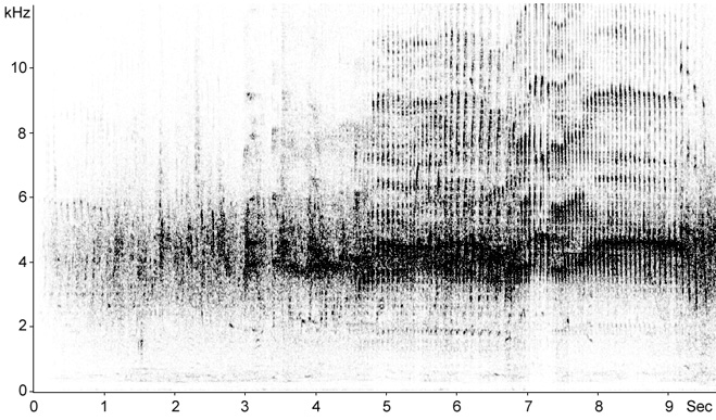 Sonogram of Alpine Swift calls
