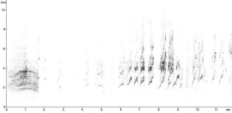Sonogram of Azure-winged Magpie vocalisations