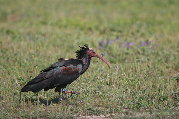 Bald Ibis ©2006 Fraser Simpson