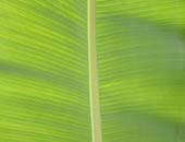 Banana Leaf, Peru