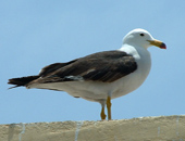 Band-tailed Gull