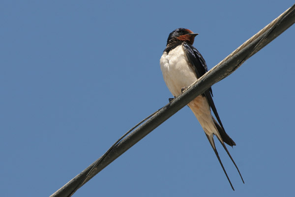Barn Swallow,  Zahara de los Atunes © 2005  F. S. Simpson