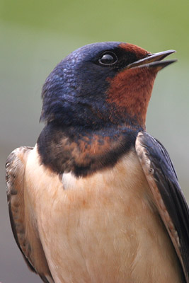 Barn Swallow © 2005  F. S. Simpson