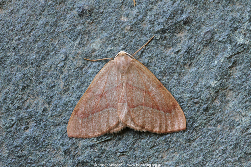 Barred Red (Campaea margaritaria)  Fraser Simpson