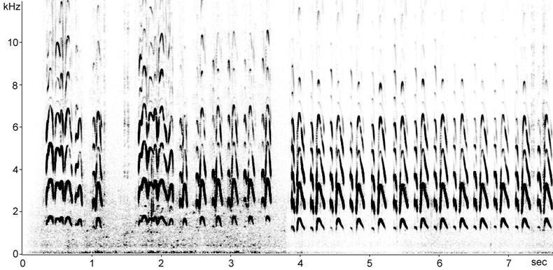 Sonogram of Bar-tailed Godwit song