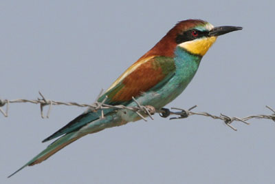 Bee-eater, Alyki Kitros Salt Pans © 2005  F. S. Simpson