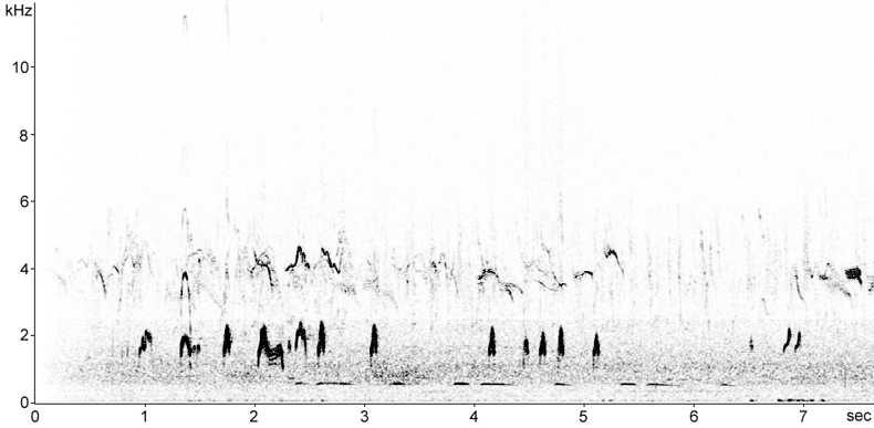 Sonogram of European Bee-eater calls