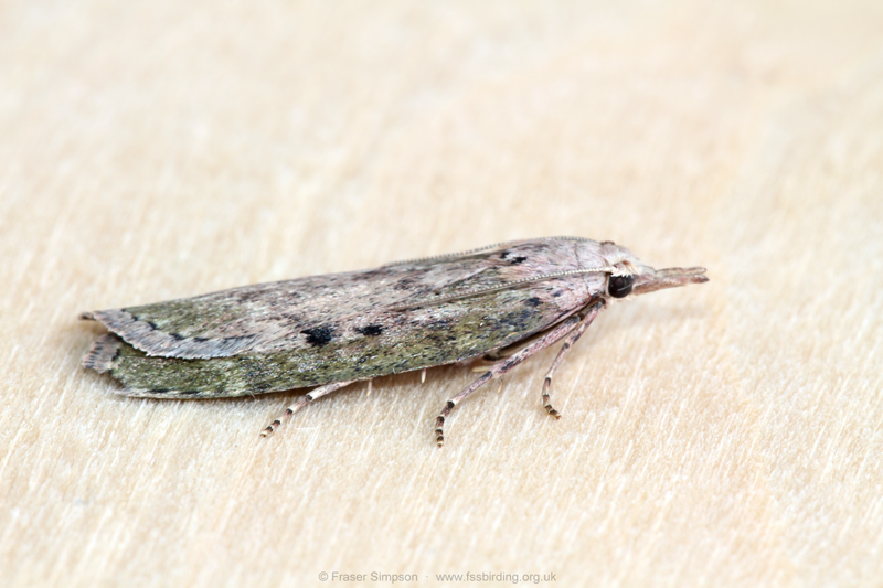 Bee moth (Aphomia sociella) - female  Fraser Simpson