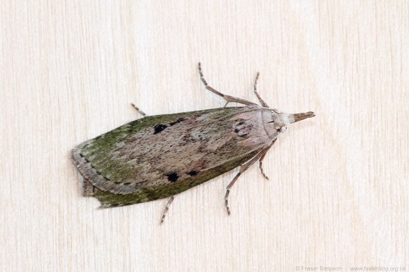 Bee moth (Aphomia sociella) - female  Fraser Simpson