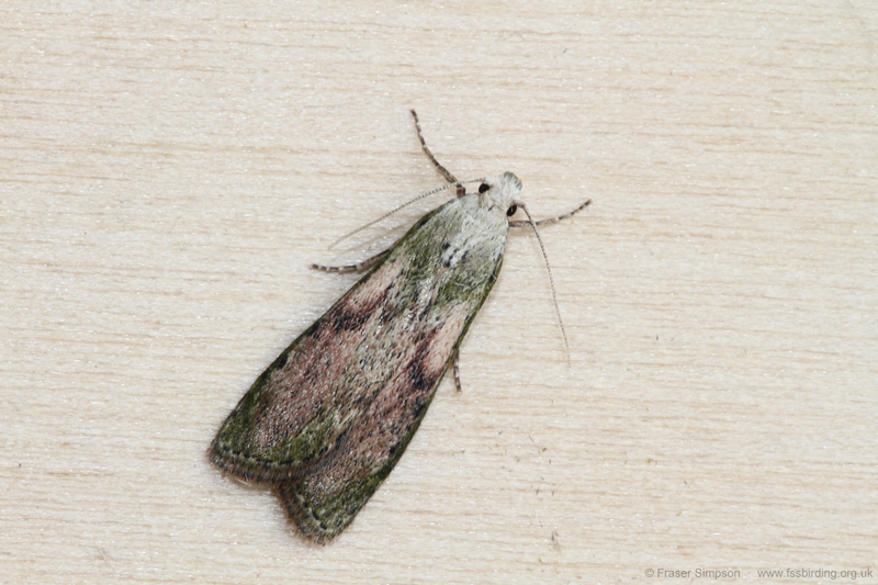 Bee moth (Aphomia sociella) - male  Fraser Simpson