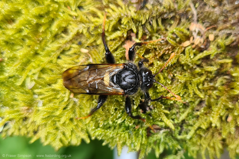 Birch Sawfly (Cimbex femoratus) © Fraser Simpson