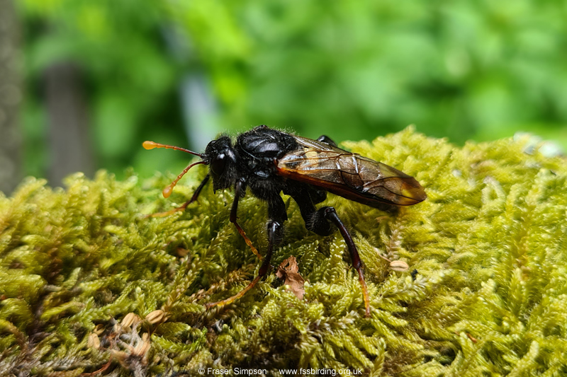 Birch Sawfly (Cimbex demoratus) © Fraser Simpson 2021
