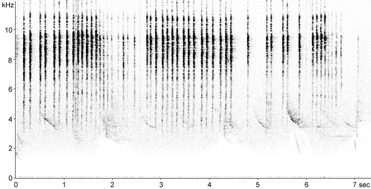 Sonogram of Black-and-white Warbler calls
