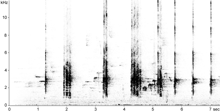 Sonogram of Black-backed Woodpecker calls