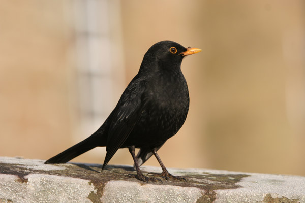 Blackbird ©2006 Fraser Simpson