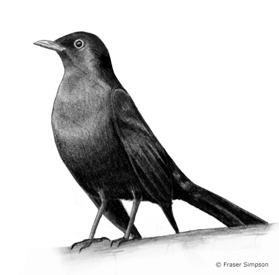 Common Blackbird drawing © Fraser Simpson