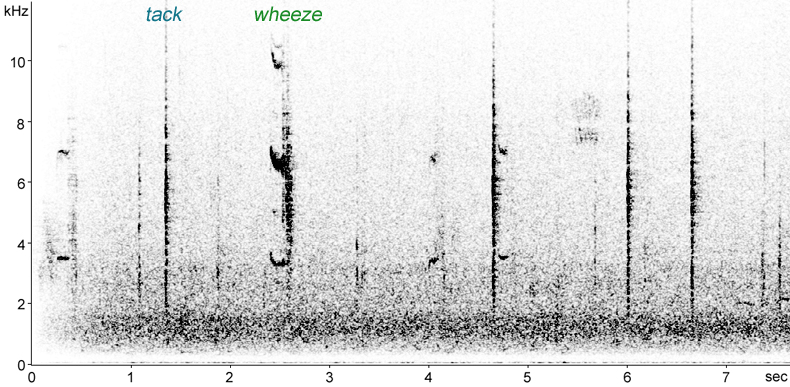 Sonogram of Backcap fledgling calls