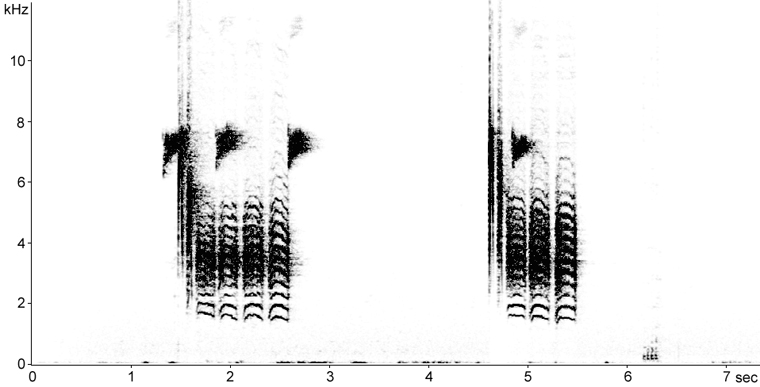 Sonogram of Black-capped Chickadee calls