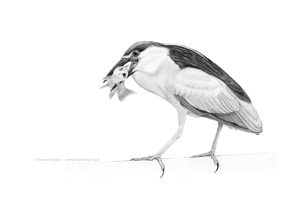 Black-crowned Night Heron drawing � Fraser Simpson