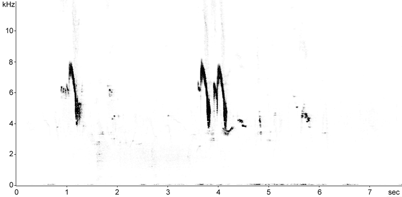 Sonogram of Black-headed Wagtail song