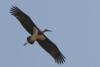 Black Stork, Loutros,  2005  F. S. Simpson