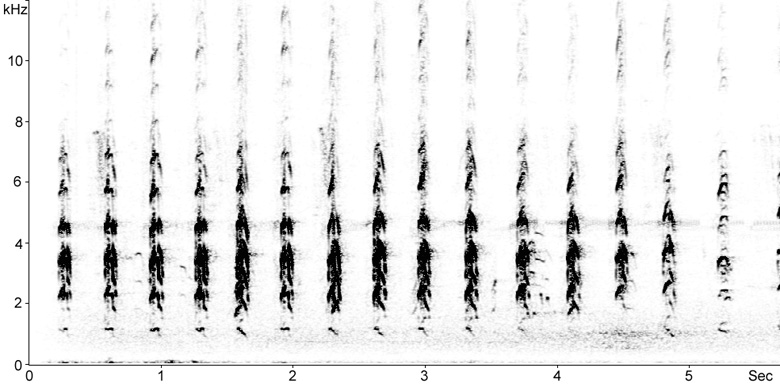 Sonogram of Black-winged Stilt flight calls
