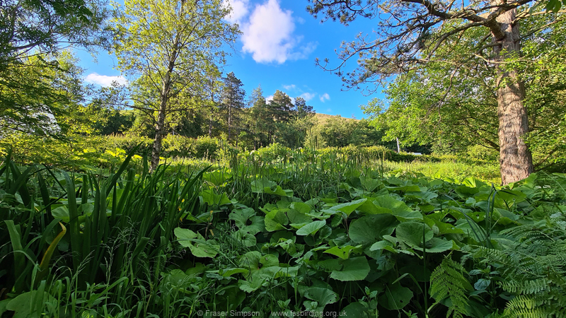 Overgrown pond at Blencathra Field Centre © Fraser Simpson 