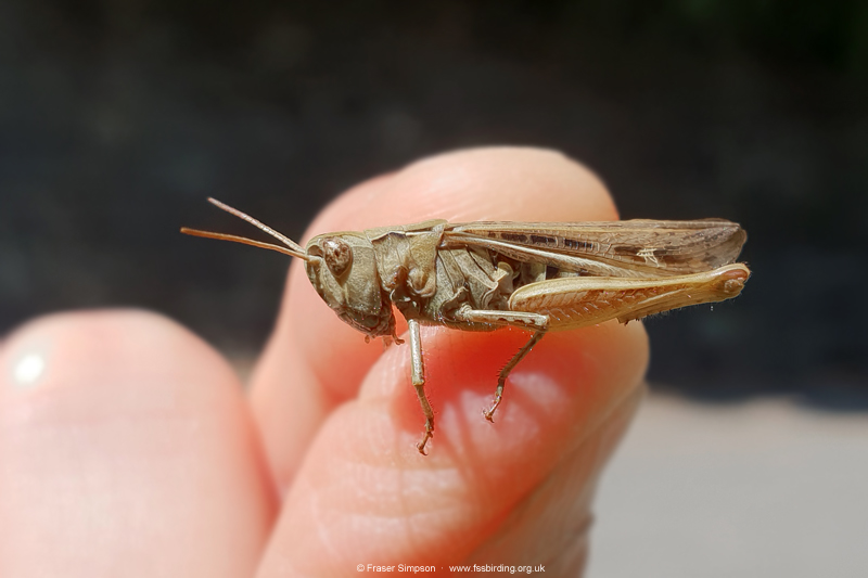 Bow-winged Grasshopper (Chorthippus biguttulus)  Fraser Simpson