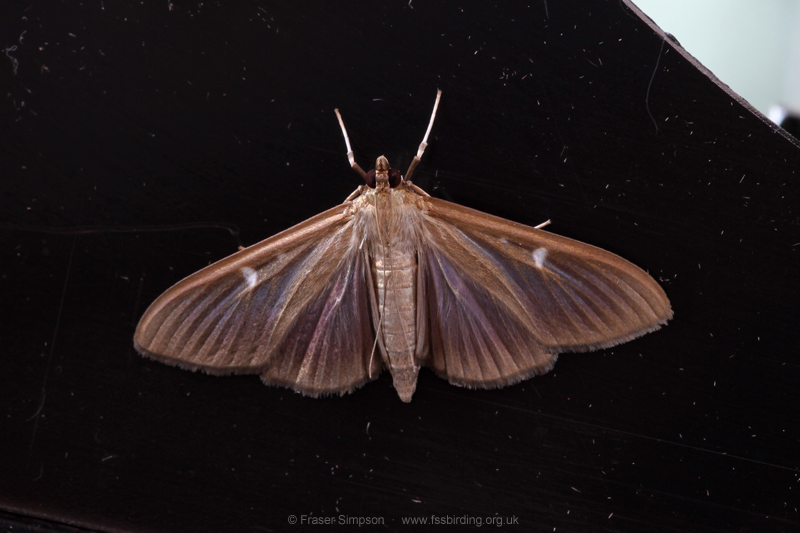 Box-tree Moth (Cydalima perspectalis) © Fraser Simpson