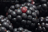 Brambles (Blackberries)