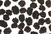 Brambles (Blackberries)