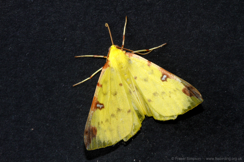 Brimstone Moth (Opisthograptis luteolata) © Fraser Simpson