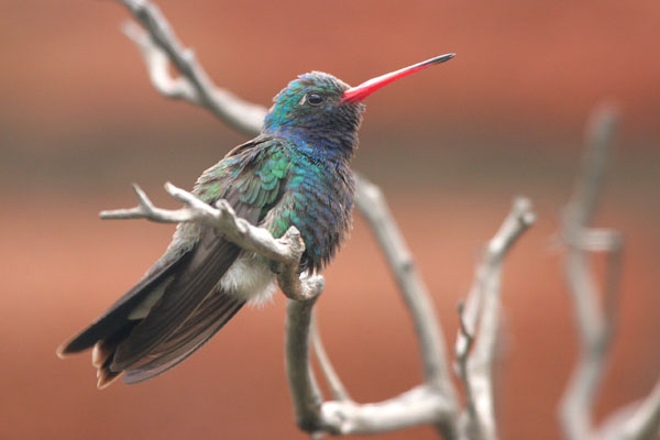 Broad-billed Hummingbird ©2006 Fraser Simpson