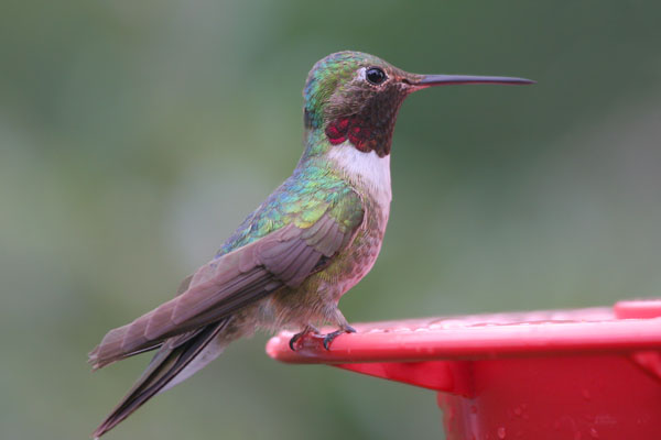 Broad-tailed Hummingbird ©2006 Fraser Simpson