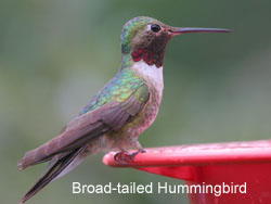 Broad-tailed Hummingbird  2006  F. S. Simpson