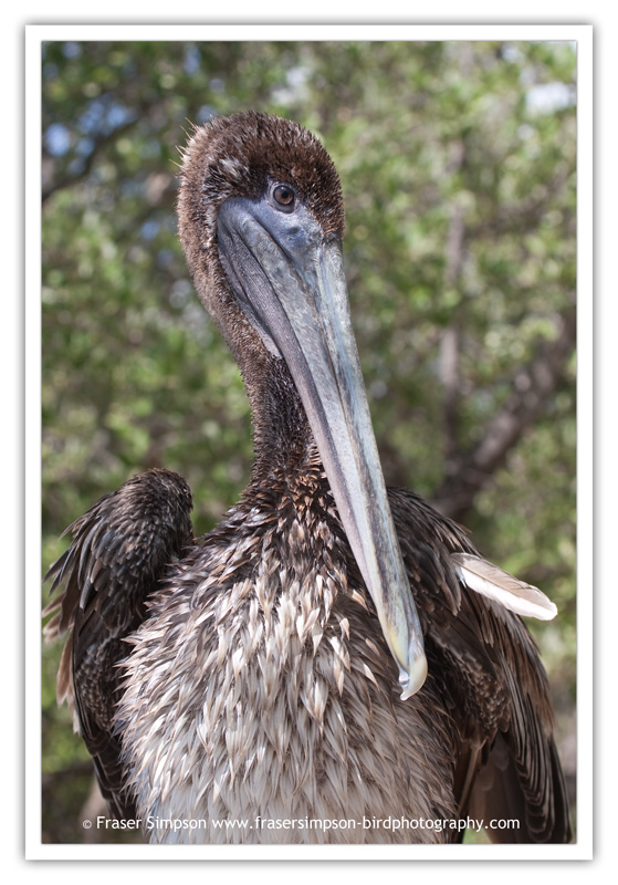 Brown Pelican  (Pelecanus occidentalis) � 2010 Fraser Simpson