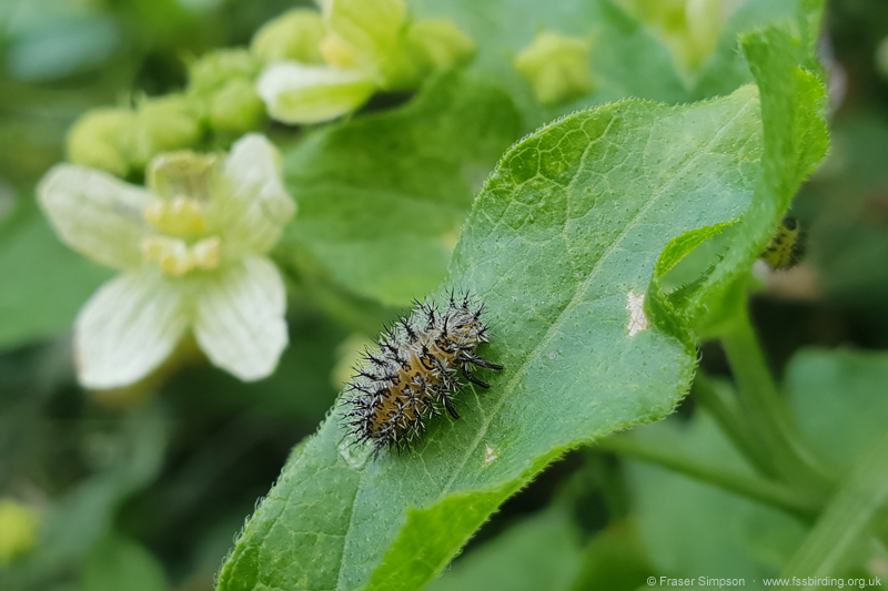 Bryony Ladybird larva (Henosepilachna argus)  Fraser Simpson