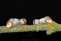 Buff-tip�(Phalera bucephala) � Fraser Simpson