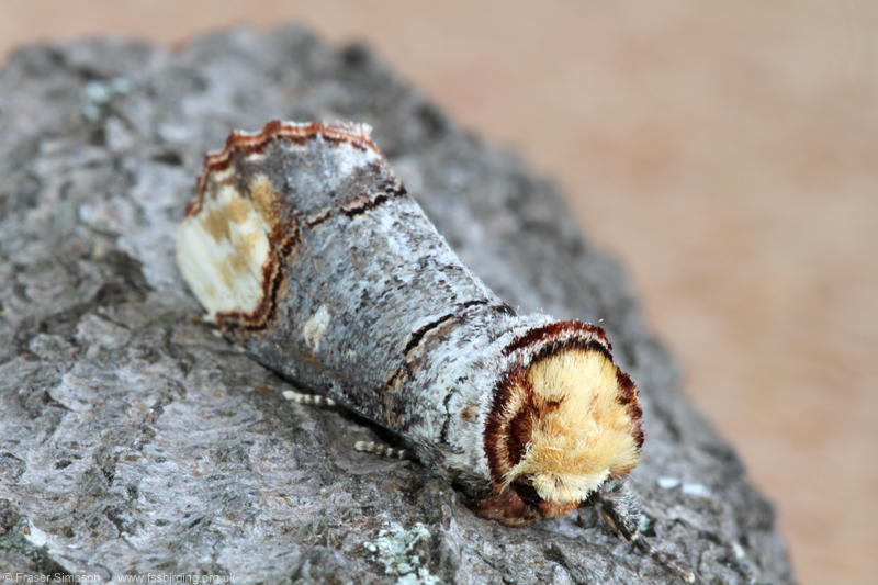 Buff-tip (Phalera bucephala) © Fraser Simpson