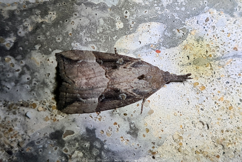 Buttoned Snout (Hypena rostralis)  Fraser Simpson