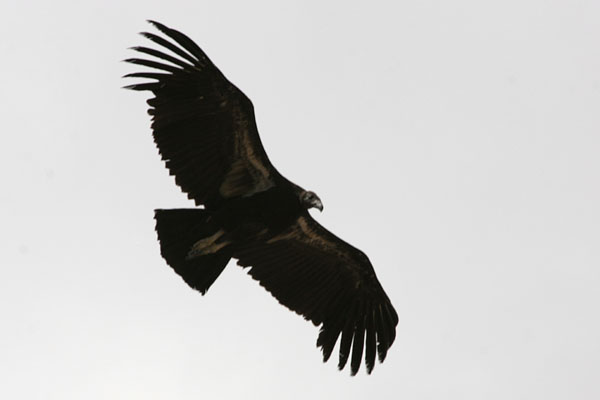 California Condor ©2006 Fraser Simpson