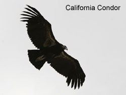 California Condor  2006  F. S. Simpson