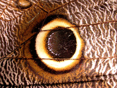Caligo Butterfly Eyespot